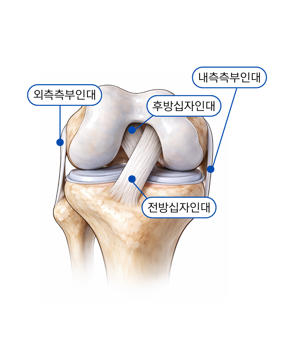 무릎인대 구조 이미지